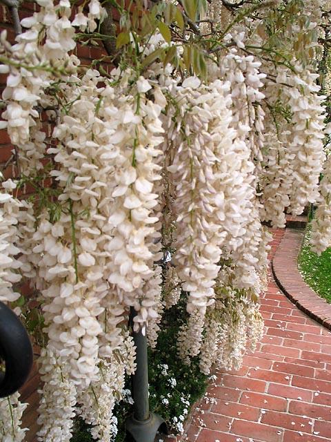 Filoli White Flowers