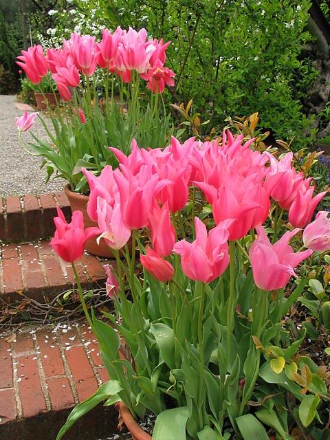 Filoli More Pink Tulips