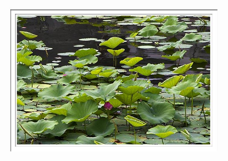 Summer Palace - Lotus Pond