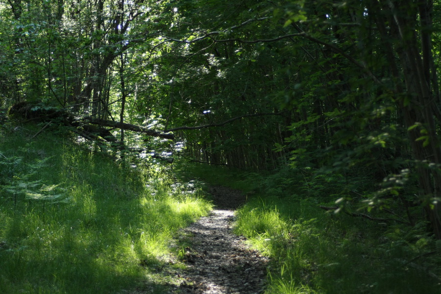 A walk in the forrest