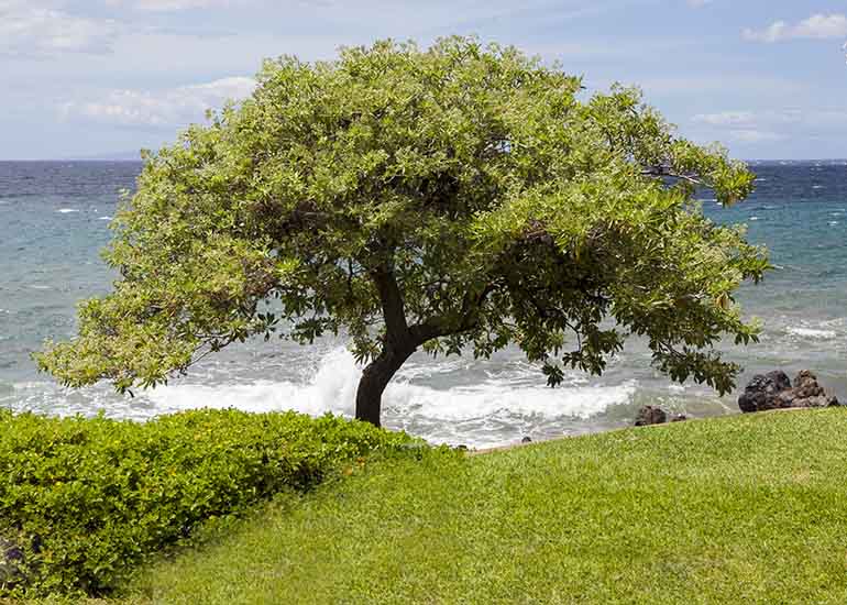 Maui 5