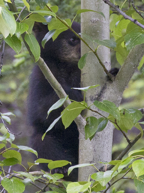 Peek-a-boo