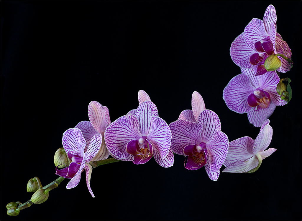 Orchids-0106
