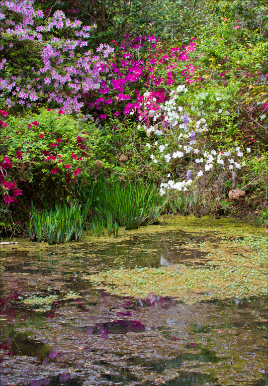 Magnolia Plantation 0750