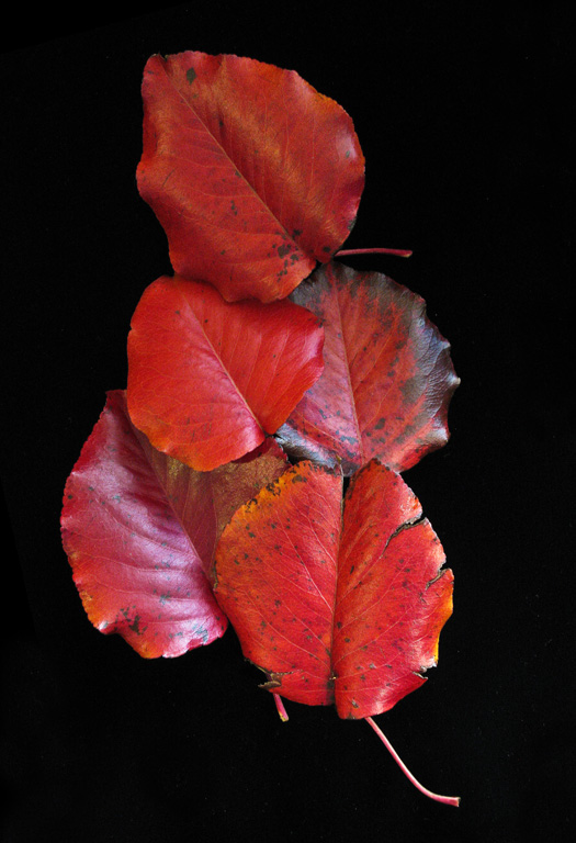 Red on Black