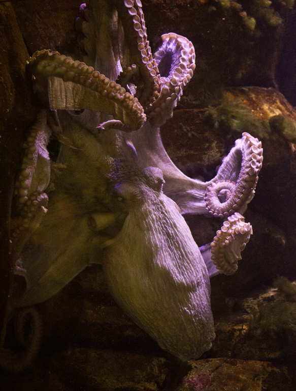 Octopus 4096.jpg