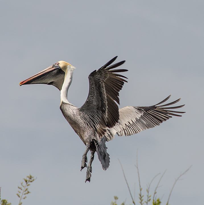 Pelican Landing