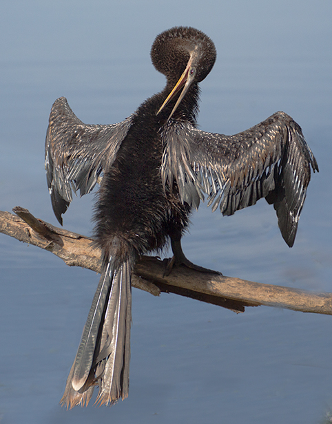 Anhinga - Drying Wings