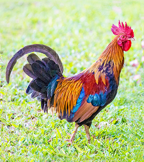 Rooster 