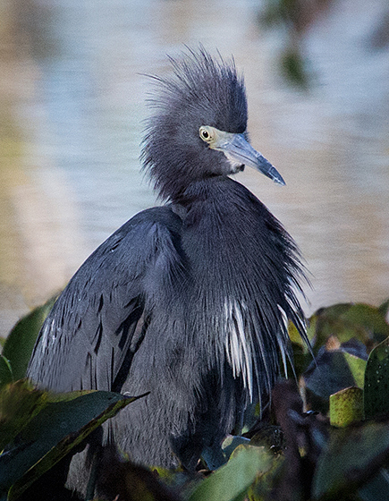 Sharp Hairdo