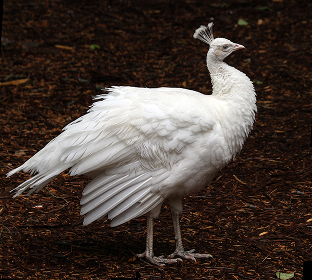 White Peacock 