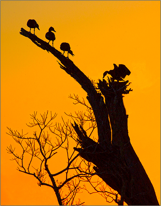 Sunset Sillhouettes