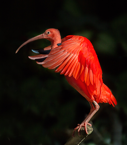 Red Ibis