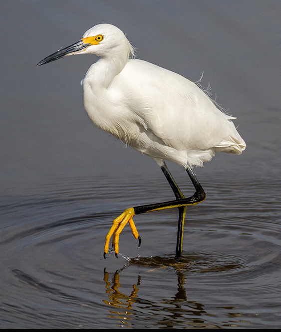 White Egret