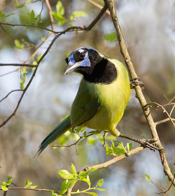 Green Jay