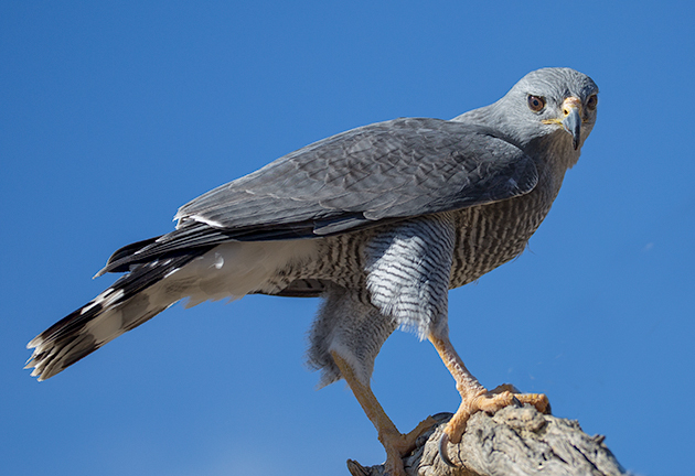 Grey hawk