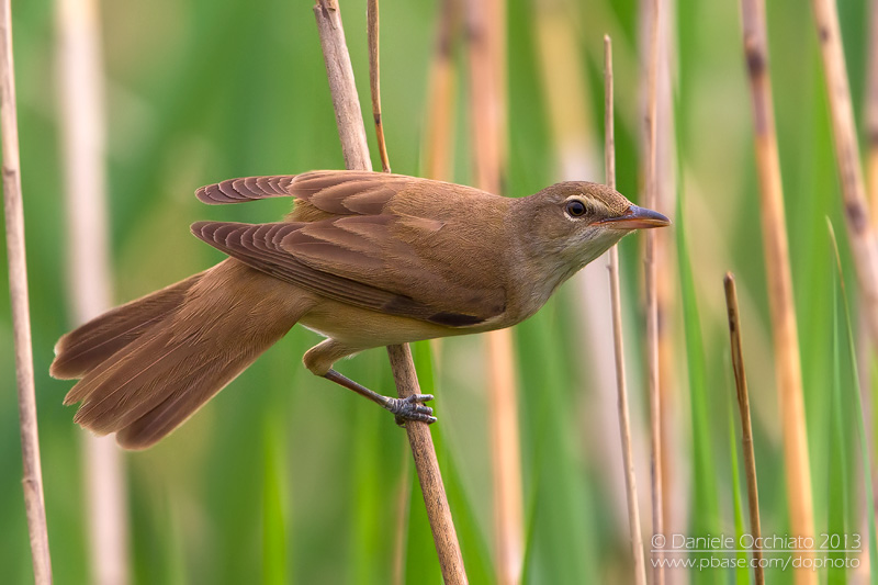 Great Reed Warbler( Acrocephalus arundinaceus)