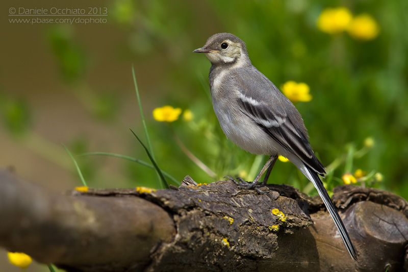 White Wagtail (Motacilla alba)