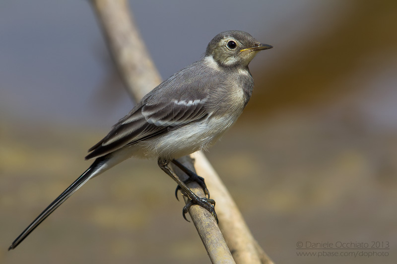 White Wagtail (Motacilla alba)