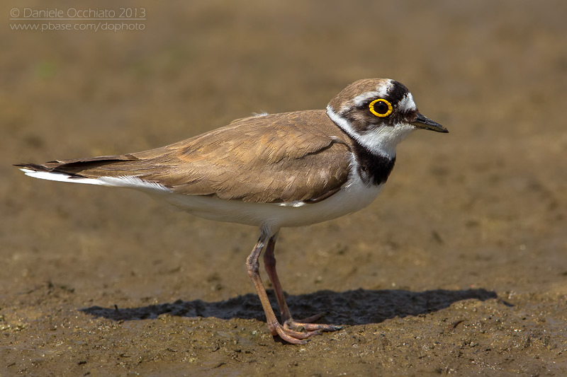 Little Ringed Plover (Charadrius dubius)