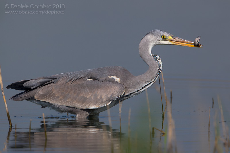 Grey Heron (Ardea cinerea)