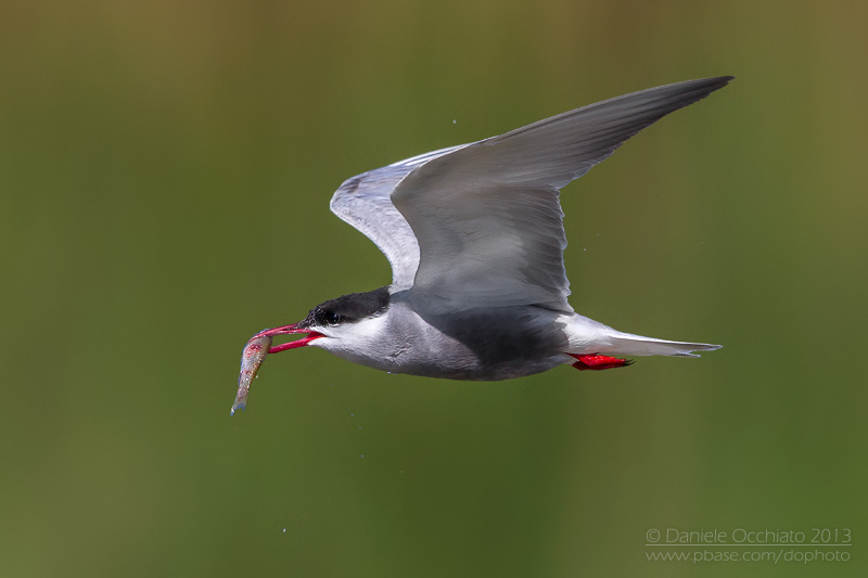 Whiskered Tern (Chlidonias hybrida)