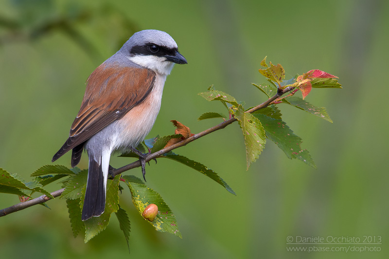 Red-backed Shrike (Lanius collurio)