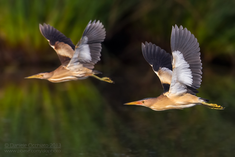Little Bittern (Ixobrychus minutus)