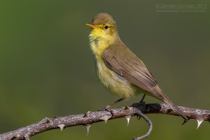 Melodious Warbler (Hippolais polyglotta)