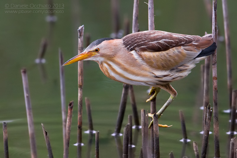 Little Bittern (Ixobrychus minutus)