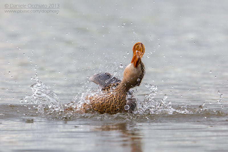 Northern Shoveler (Anas clypeata)