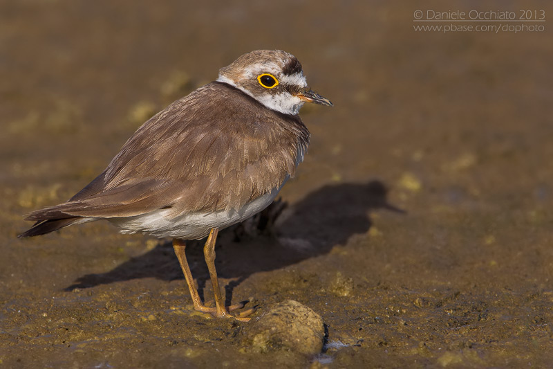 Little Ringed Plover (Charadrius dubius)