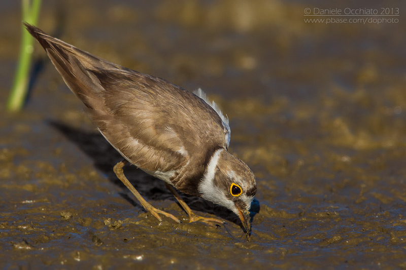 Little Ringed Plover (Charadrius dubius)