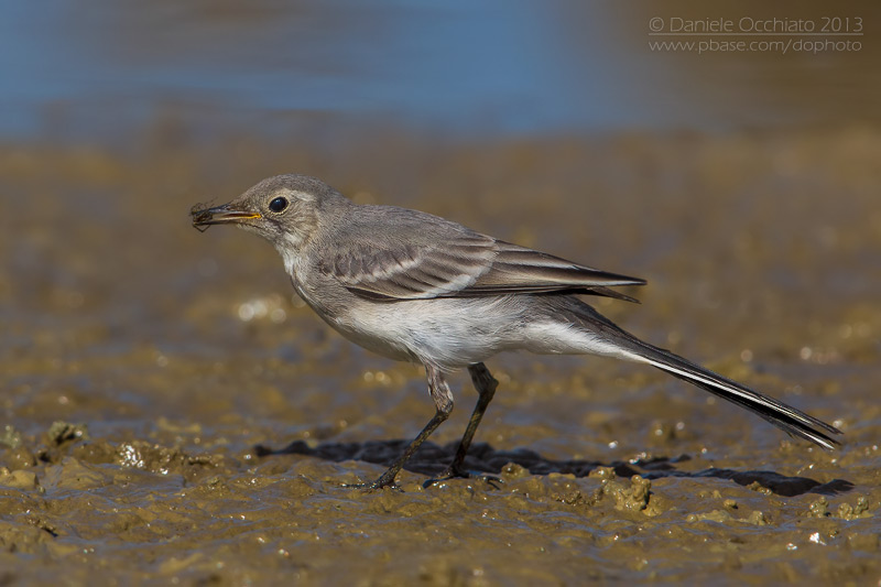 White Wagtail (Motacilla alba)