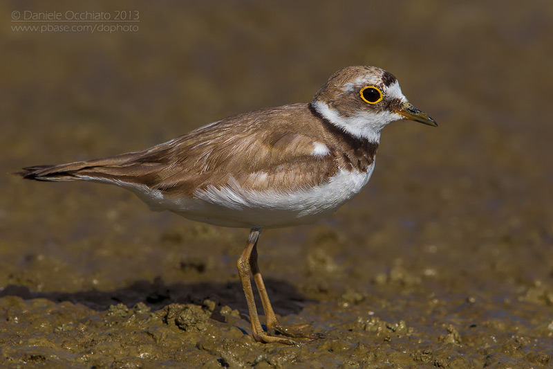 Little Ringed Plover (Charadrius dubius)