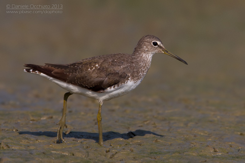 Green Sandpiper (Tringa ochropus)
