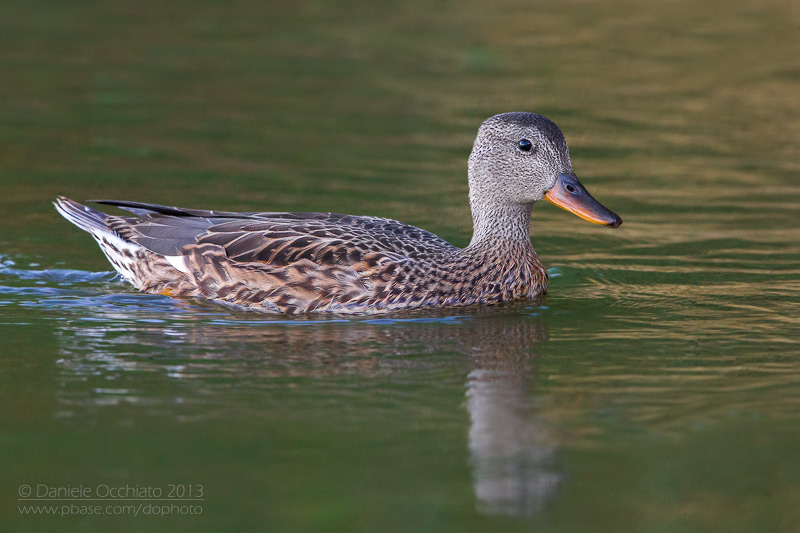 Gadwall (Anas strepera)