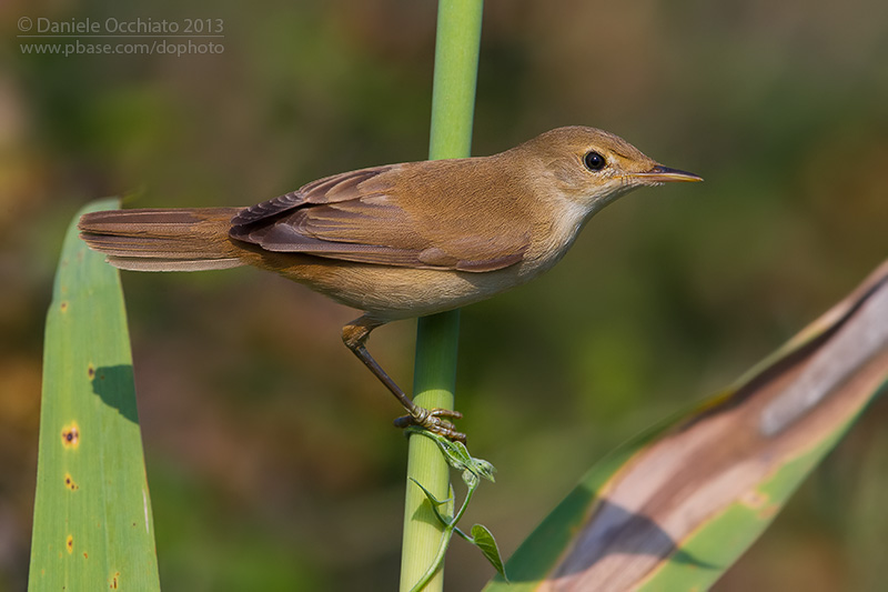 Reed Warbler (Acrocephalus scirpaceus)