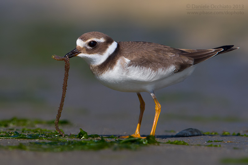 Ringed Plover (Charadrius hiaticula)