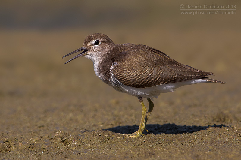 Common Sandpiper (Actitis hypoleucos)