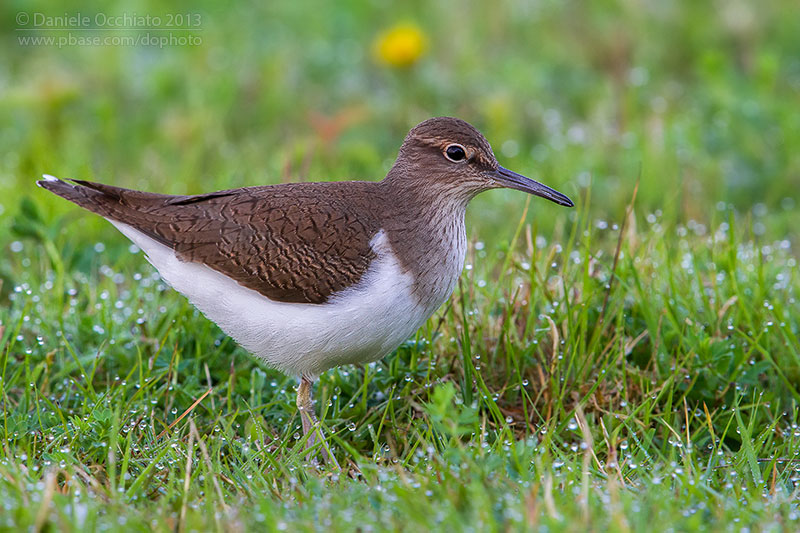 Common Sandpiper (Actitis hypoleucos)