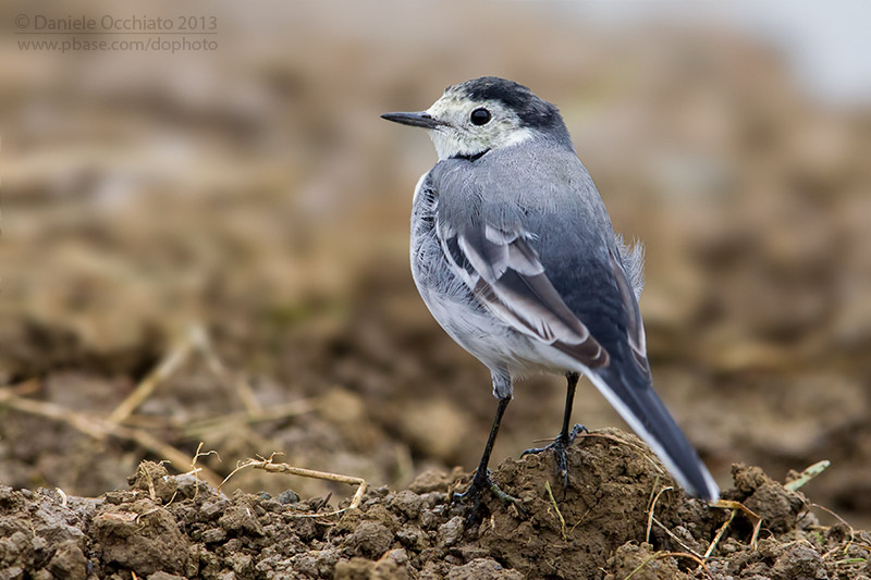 White Wagtail (Motacilla alba)