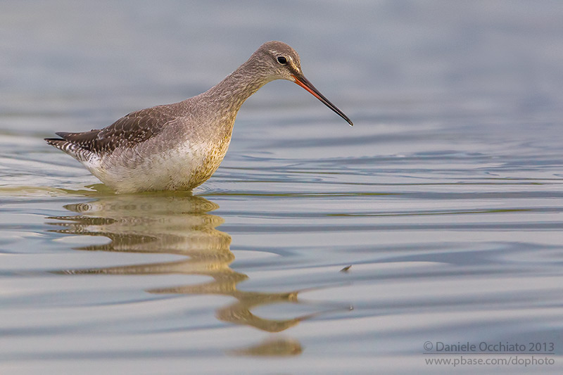 Spotted Redshank (Tringa erythropus)