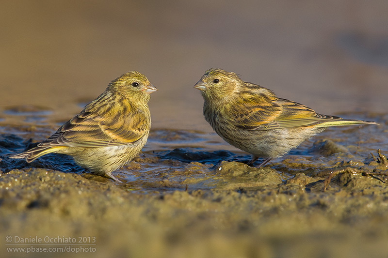 Serin (Serinus serinus)