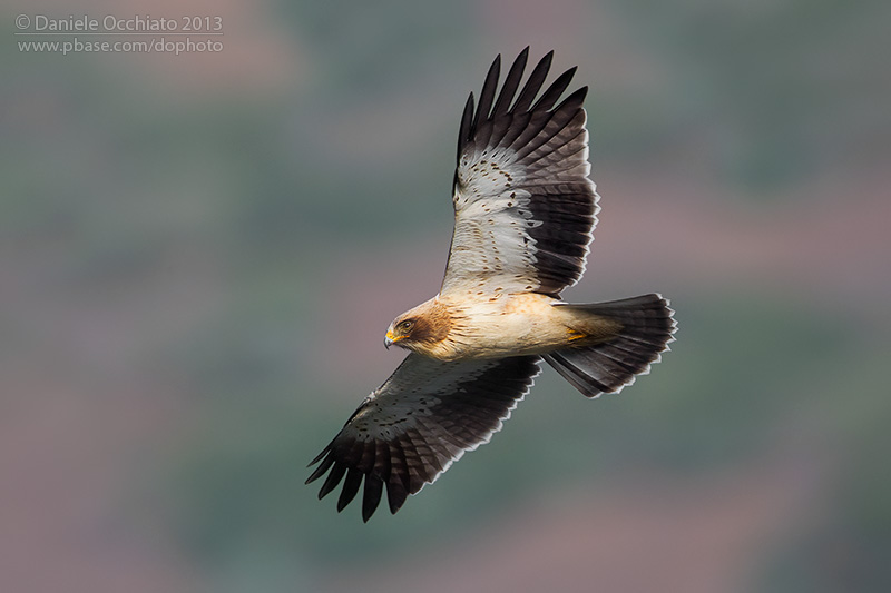 Booted Eagle (Aquila pennata)