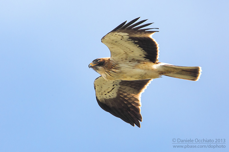 Booted Eagle (Aquila pennata)