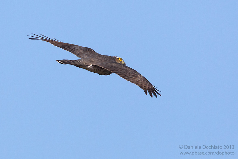 Sparrowhawk (Accipiter nisus)