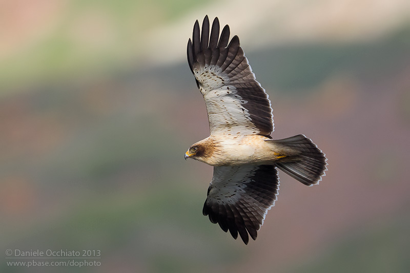 Booted Eagle (Aquila pennata)