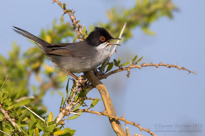 Sardinian Warbler (Sylvia melanocephala)
