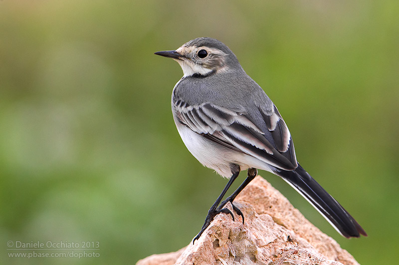 White Wagtail (Motacilla alba)